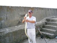 Несебр: морская ласточка 1,5 кг и угорь Conger conger 2,5 кг на донку