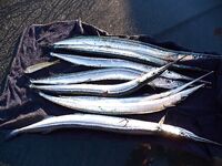 Черноморец на рассвете: самодур, паламида мимо и восемь сарганов вместо мечты