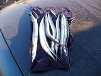 Черноморец на рассвете: самодур, паламида мимо и восемь сарганов вместо мечты