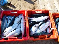 Черноморец на рассвете: самодур, паламида мимо и восемь сарганов вместо мечты