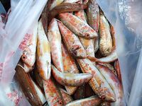 Первый снег у моря: сильный западный ветер, Несебр и покупка свежей барабульки