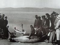 Несебр 1940-х на старых снимках: какой улов брали раньше у пирса и на промысле