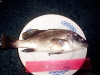 Шторм и дождь — 6 часов упирался и спас улов от кошки