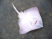 Перла, Маслен нос, Коракя — туман, восток и толпа на камнях