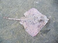 Перла, Маслен нос, Коракя — туман, восток и толпа на камнях