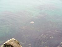 Перла, Маслен нос, Коракя — туман, восток и толпа на камнях