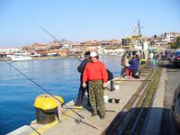 Несебър без калкана, зато паламида-цыганка в японском порту