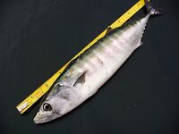 Несебър без калкана, зато паламида-цыганка в японском порту