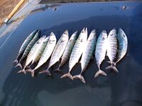 Несебър без калкана, зато паламида-цыганка в японском порту