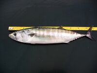 Несебър без калкана, зато паламида-цыганка в японском порту