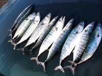 Несебър без калкана, зато паламида-цыганка в японском порту