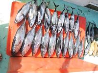 Троллинг по тунцу — красиво, но это больше добыча, чем рыбалка