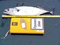 Перед работой — быстрая «физзарядка»: маленькая паламида-цыганочка