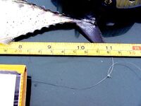 Перед работой — быстрая «физзарядка»: маленькая паламида-цыганочка