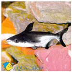 Что нашёл в Google — заметка по идентификации рыбы