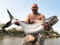 Pangasius micronemus — ссылка на вид, отметил для себя