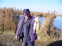 Морской судак вернулся — «Грозная утка» №4 и кефаль в прилове