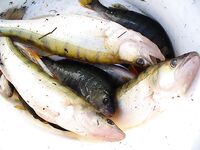 Морской судак вернулся — «Грозная утка» №4 и кефаль в прилове