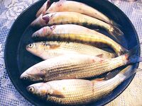 Морской судак вернулся — «Грозная утка» №4 и кефаль в прилове