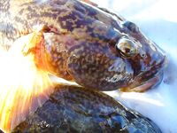 Зима не пришла — 8° в море, 12–15° воздух, ловятся только бычки