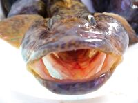 Монстры на кадрах — отметки по состоянию акватории