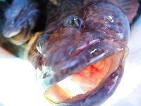 Монстры на кадрах — отметки по состоянию акватории