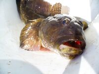 Весна пришла: сегодня +18…+20, к воскресенью −4 — перепад