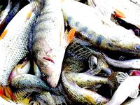 Озеро Мандра выручают — бибан, судак, плотва и прочее