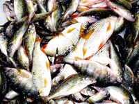 Озеро Мандра выручают — бибан, судак, плотва и прочее