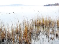 Озеро Мандра выручают — бибан, судак, плотва и прочее