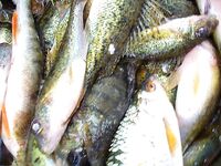 Озеро Мандра выручают — бибан, судак, плотва и прочее