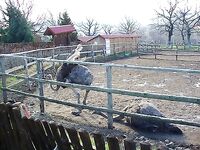 Болгария — саргана рано, ушли в горы, пурга и безрыбье