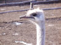 Болгария — саргана рано, ушли в горы, пурга и безрыбье