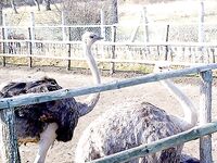 Болгария — саргана рано, ушли в горы, пурга и безрыбье