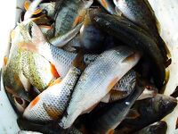 Порт Бургас, лето 2006 — морской судак на «дворнягу» и дуэль с Доцентом