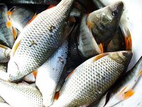 Порт Бургас, лето 2006 — морской судак на «дворнягу» и дуэль с Доцентом