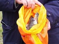 Грудовская река — ветер СВ, до полудня рыбалка и резерват с «водной лошадкой»