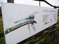 Грудовская река — ветер СВ, до полудня рыбалка и резерват с «водной лошадкой»