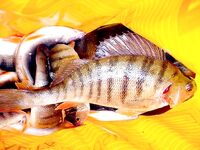 Грудовская река — ветер СВ, до полудня рыбалка и резерват с «водной лошадкой»