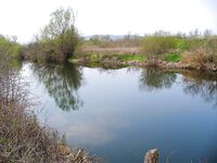 Цветение планктона, море бурое — ушёл на реку за костуром