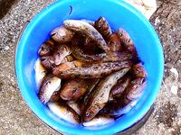 Цветение планктона, море бурое — ушёл на реку за костуром