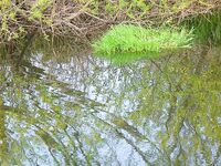 Цветение планктона, море бурое — ушёл на реку за костуром