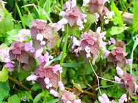 Цветение планктона, море бурое — ушёл на реку за костуром