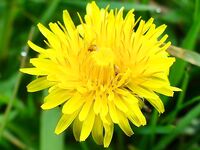 Цветение планктона, море бурое — ушёл на реку за костуром