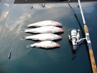 Морская рыбалка в Бургасе: самодур с голыми крючками и хмурый майский рассвет