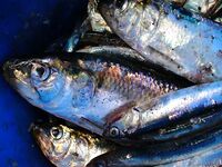 Морская рыбалка в Бургасе: самодур с голыми крючками и хмурый майский рассвет