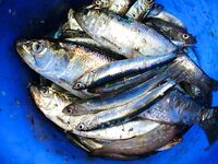 Морская рыбалка в Бургасе: самодур с голыми крючками и хмурый майский рассвет