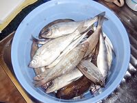 Солнышко и окунь: лица обгорели, креветка и курица в фаворе