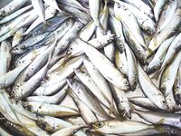 Бургас, дожди и самодур: ставридка любит плохую погоду