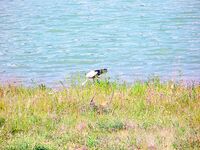 Кая Баш, горное озеро: рыбы мало — сабантуй удался